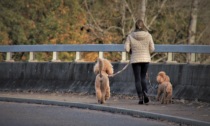 Oltre 500 multe degli ispettori ambientali Veritas in un anno: "Quattro per mancata raccolta degli escrementi dei cani"