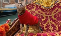 Venezia, il video virale del gatto che si gode un giro in gondola