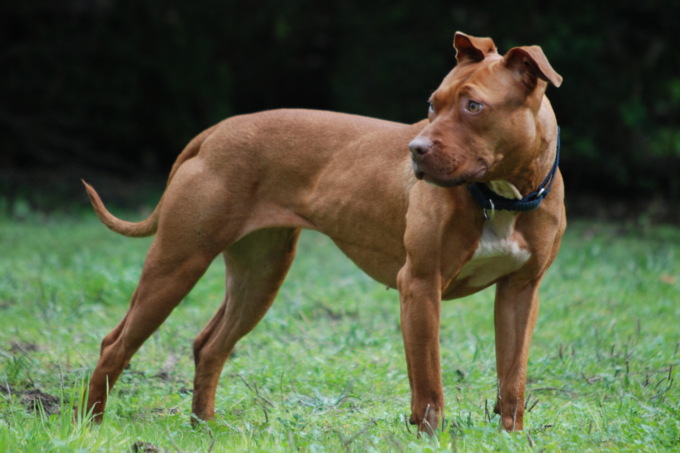 Invalida sfrattata non trova un appartamento perché non vuole separarsi dal suo cane
