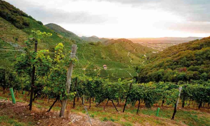 Eredi Scala Ernesto & C. di Caorle in vetta alla classifica tra le società agricole più sostenibili