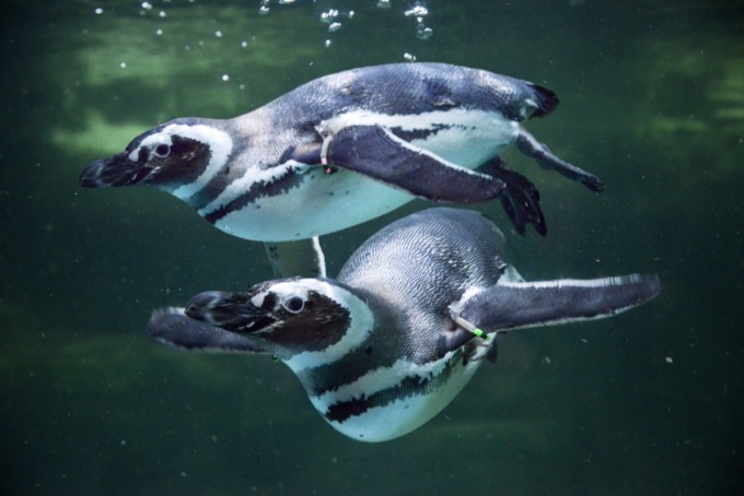 Pinguini del Madagascar, ora sono innamorati a Jesolo e pronti per San Valentino