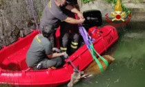 Cervo finisce nel canale, le immagini dei soccorsi per salvarlo