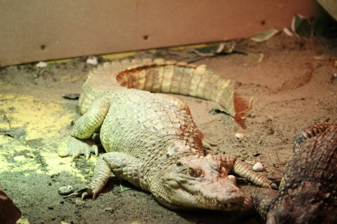 Dopo la temibile tartaruga azzannatrice a Jesolo è arrivato un rarissimo coccodrillo albino