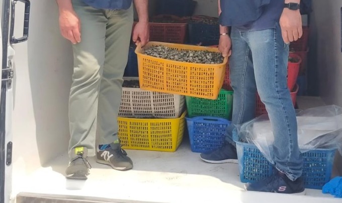 Occhio alle vongole che finiscono nel piatto: c’è un grosso giro di prodotti illegali e dannosi