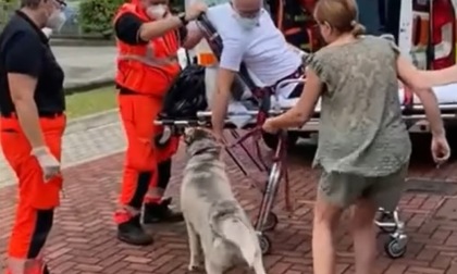 Il padrone ha un grave incidente e il cane lo aspetta giorno e notte: il video è virale