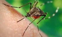 Cluster di zanzare infette: torna l'incubo "West Nile" nel Veneziano