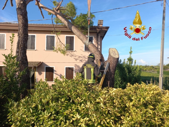 San Donà, albero cade in parte sulla casa e sui cavi elettrici: intervengono i pompieri