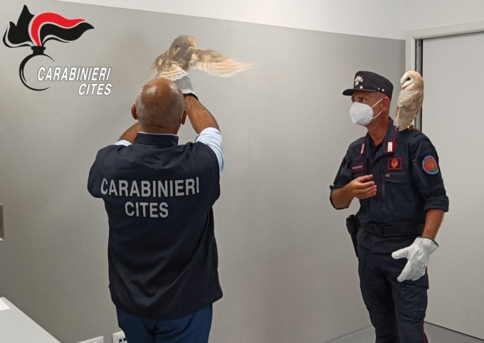 Sfruttavano la bellezza di due barbagianni per fare soldi con i turisti