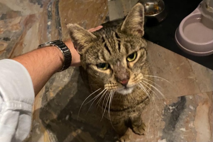 Gatta del Comune cacciata da una dirigente, animalisti sulle barricate: “Marcia indietro o parte la denuncia”