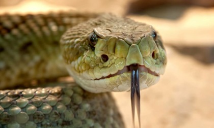 Serpenti letali: il pericolo "corre" negli aeroporti (anche a Venezia)