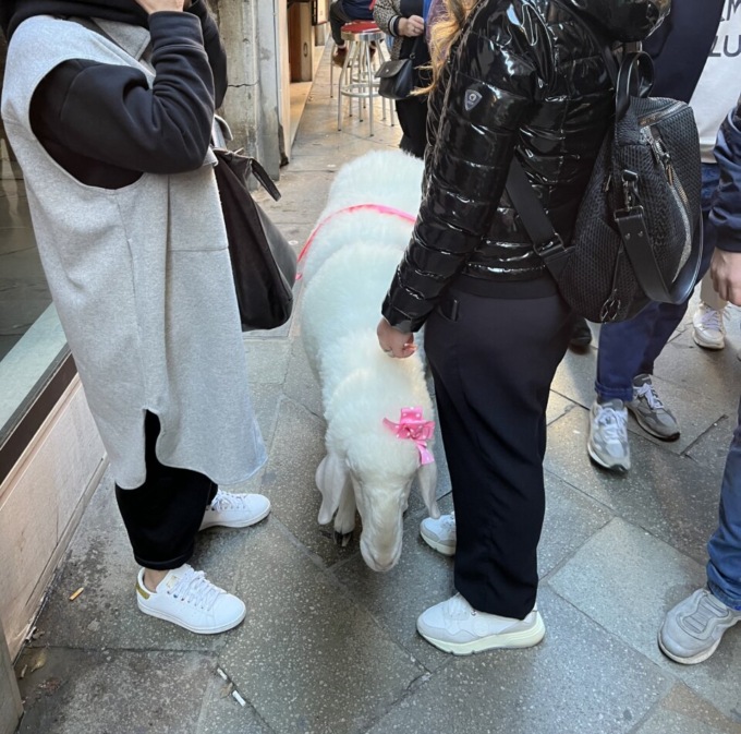 Pecora star a Venezia: ecco cosa ci faceva “Giulia” tra le calli