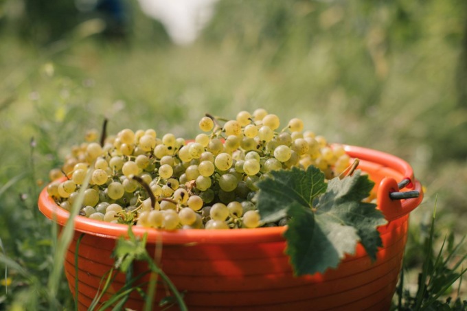 Ecco dove (e quando) si potrà degustare uno dei dieci migliori vini al mondo