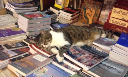 E' morta Tigre, la gatta simbolo della Libreria Acqua Alta