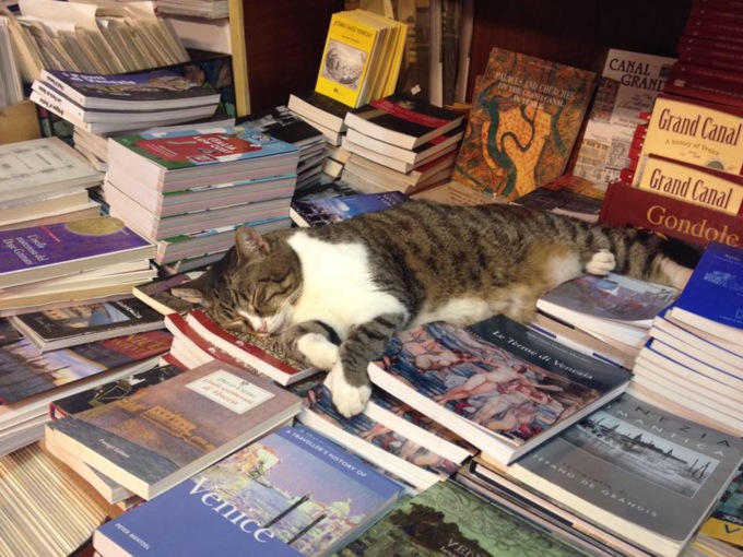 E’ morta Tigre, la gatta simbolo della Libreria Acqua Alta