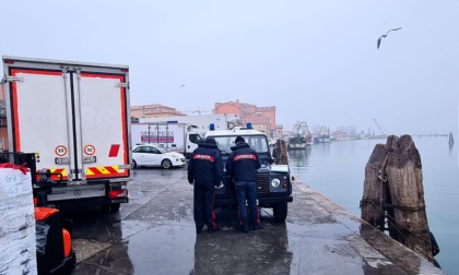 Il business delle orate "clandestine" al mercato ittico di Chioggia