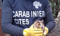 Venezia, il giovane gufo era sfruttato dal proprietario per fare soldi coi turisti: "Fatevi una foto con lui..."