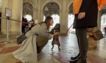 I Musei civici di Venezia aprono le porte... agli animali domestici