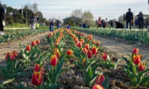 Uno spettacolare campo di coloratissimi tulipani a Fiesso