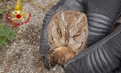 Piccolo rapace in difficoltà lungo la strada: il salvataggio dei Vigili del fuoco