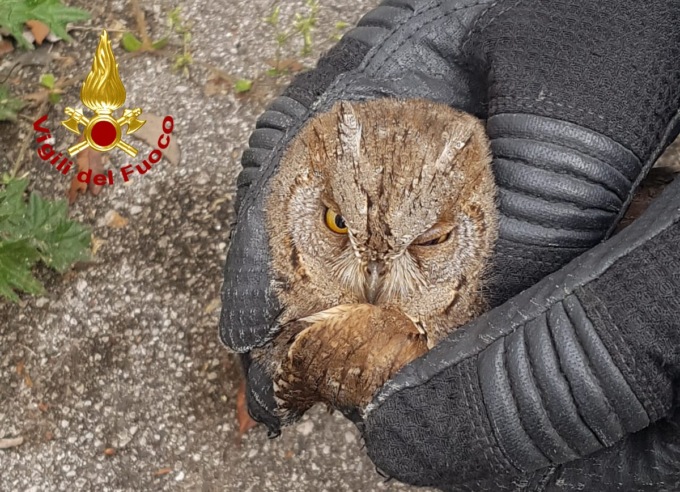 Piccolo rapace in difficoltà lungo la strada: il salvataggio dei Vigili del fuoco