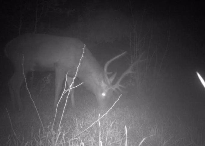 Lo scambiano per daino ma è un maestoso cervo maschio il re della riserva di Bosco Nordio