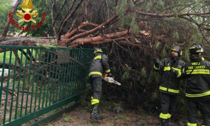 L'albero crolla sul cancello della scuola primaria: tragedia sfiorata