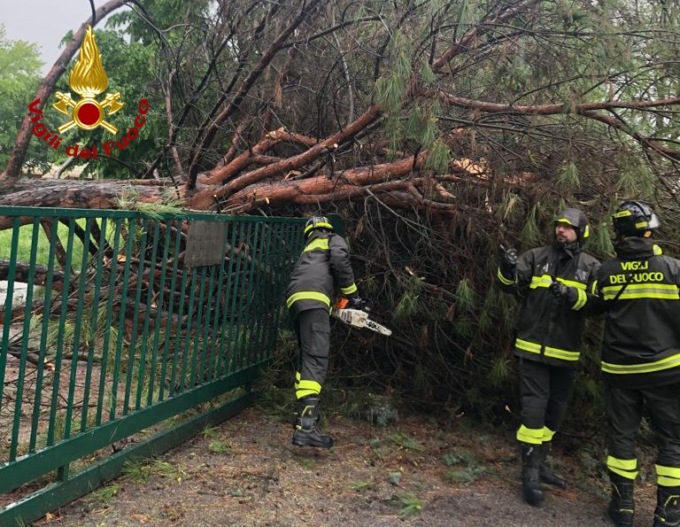 L’albero crolla sul cancello della scuola primaria: tragedia sfiorata