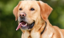 Si avvicina a un Labrador per accarezzarlo: il cane reagisce male e quasi gli strappa un occhio