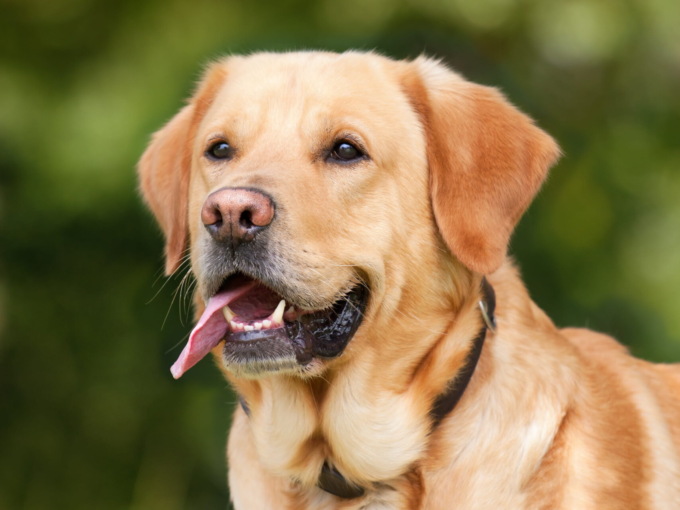 Si avvicina a un Labrador per accarezzarlo: il cane reagisce male e quasi gli strappa un occhio