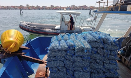 Chioggia, carabinieri sequestrano due tonnellate di vongole