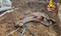 Cavallo cade dentro una pozza di letame: salvato dai Vigili del Fuoco