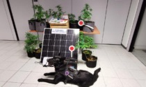 Fotovoltaico e led per una serra... di marijuana in casa