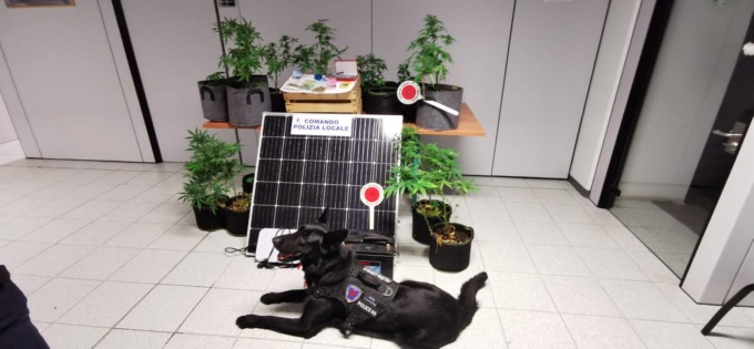 Fotovoltaico e led per una serra… di marijuana in casa
