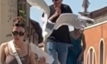 Il video del gabbiano ladro che ruba un trancio di pizza dalle mani di una turista