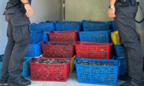 Traffico illegale di molluschi a Chioggia: sequestrate tre tonnellate di prodotti ittici pericolosi