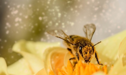"Salviamo le api": 38mila nuove piante per riqualificare l'ex discarica Ca'Perale e salvaguardare l'ecosistema