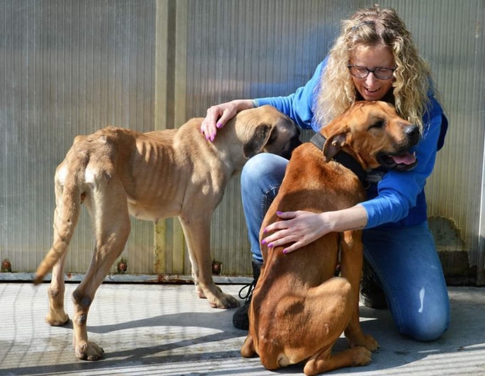 L’allevatore che organizzava combattimenti tra cani, maiali e cinghiali torna alla carica: rivuole i suoi animali