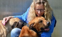L'allevatore che organizzava combattimenti tra cani, maiali e cinghiali torna alla carica: rivuole i suoi animali