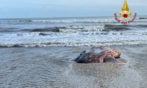 Le foto dell'enorme carcassa di pesce luna sulla spiaggia del Lido