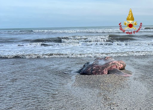 Le foto dell’enorme carcassa di pesce luna sulla spiaggia del Lido