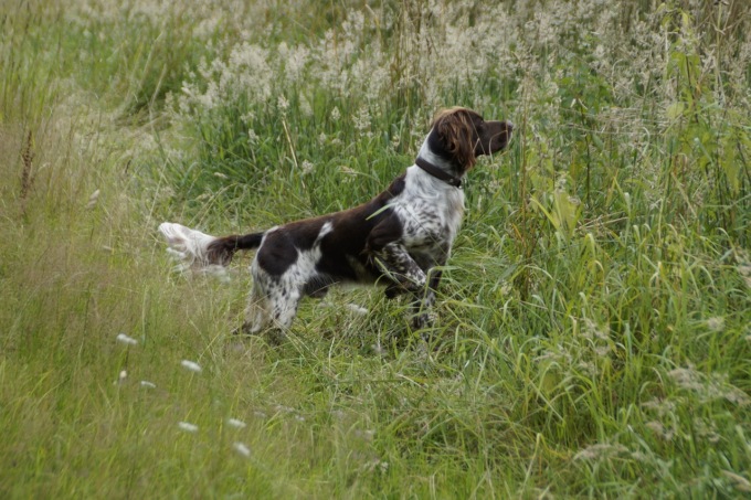 Va a caccia e il cane “punta” uno strano borsone: dentro c’erano 100mila euro di droga