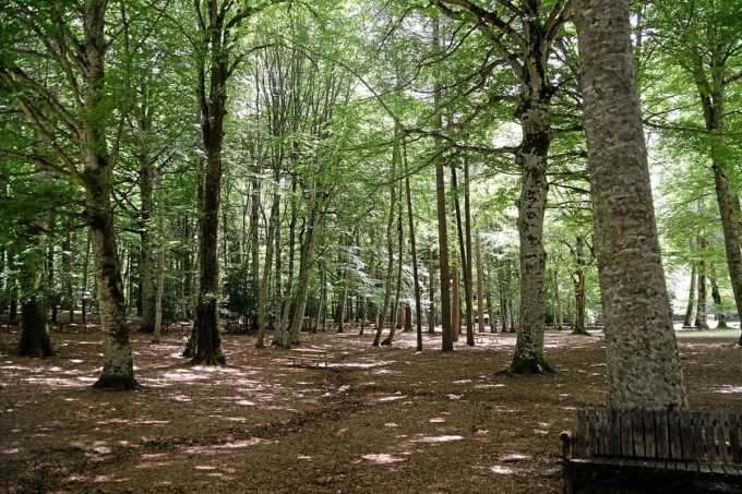 Circondare le grandi città di alberi per contrastare il cambiamento climatico: “Se ne potrebbero piantare fino a 241 miliardi”