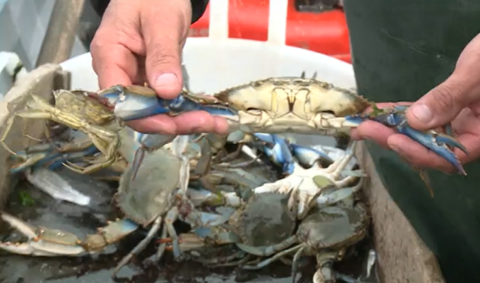 Il granchio blu una minaccia anche per la pesca nella laguna di Venezia