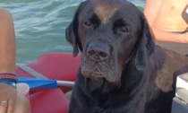 Labrador trascinato in mare aperto dalle onde, Ziggy nuota per 6 km e torna a riva dalla sua famiglia