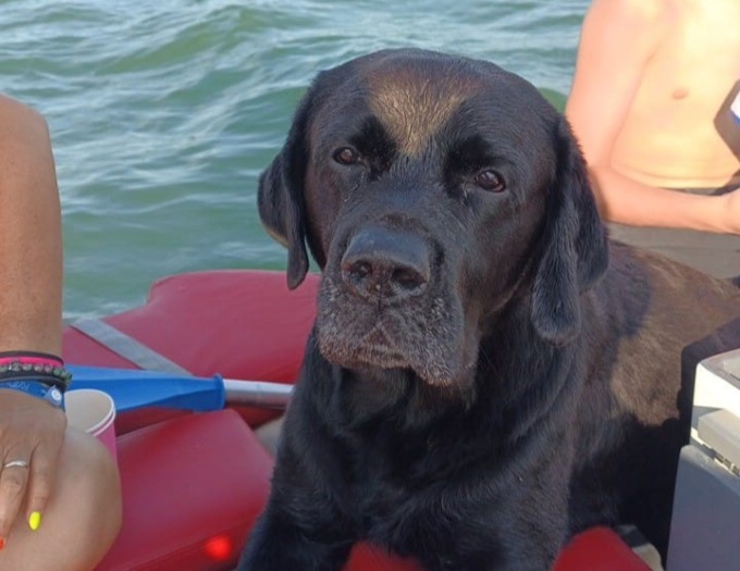 Labrador trascinato in mare aperto dalle onde, Ziggy nuota per 6 km e torna a riva dalla sua famiglia