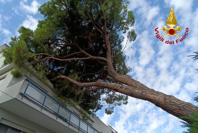 Pino marittimo alto più di 20 metri si sradica e cade su un condominio