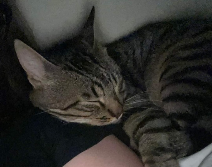Massacra di botte il gatto della fidanzata perché glielo aveva regalato il suo ex