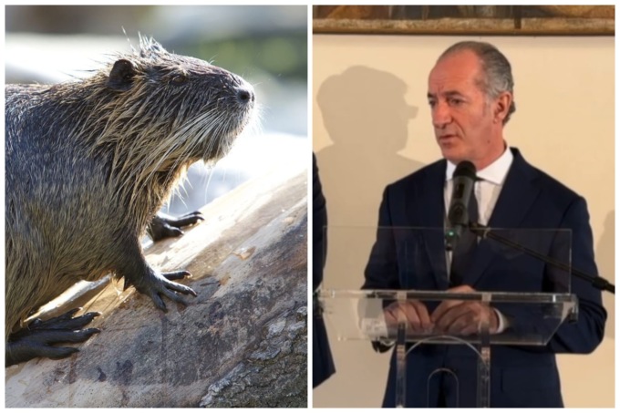 Problema esondazioni in Veneto, Zaia dichiara guerra alle nutrie: “I nostri argini sono delle groviere”