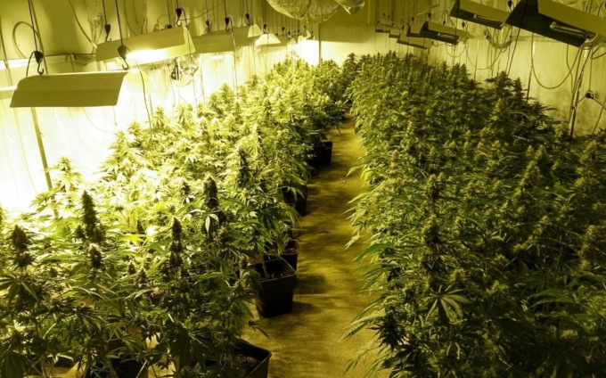 Coltivava cannabis in casa, sul terrazzo aveva allestito una vera e propria serra