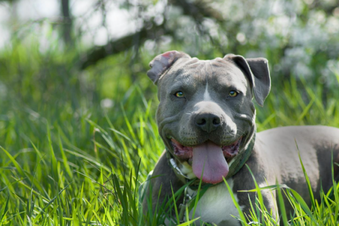 Rientra illegalmente in Italia e ruba un cane: arrestato a Mestre
